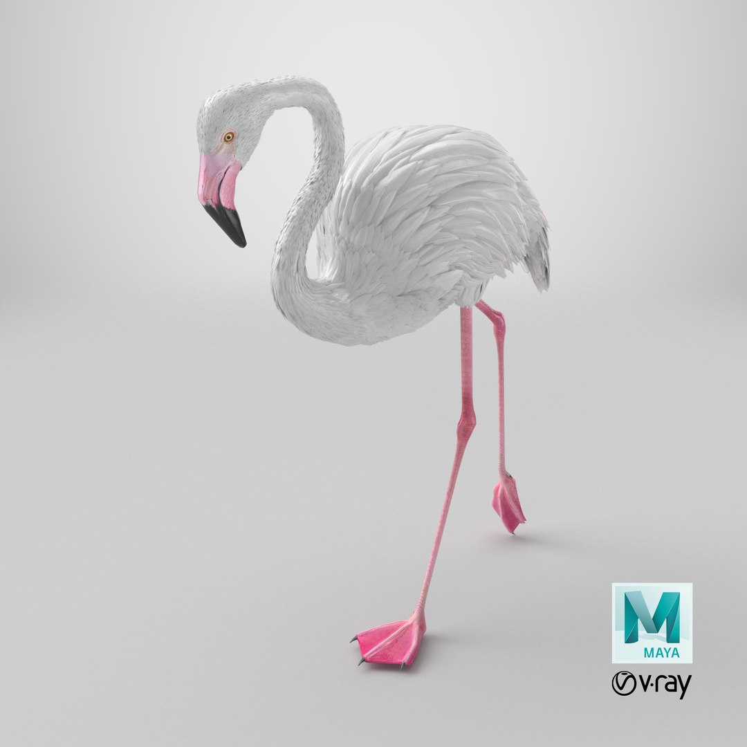 3D model White Flamingo Bird in Walking Pose https://p.turbosquid.com/ts-thumb/C9/1qBTOh/d5/stemcell_maya_vray_render/png/1779206764/1920x1080/fit_q87/2dfbcea931ec05fda6f98d3e1028845bc3340afd/stemcell_maya_vray_render.jpg