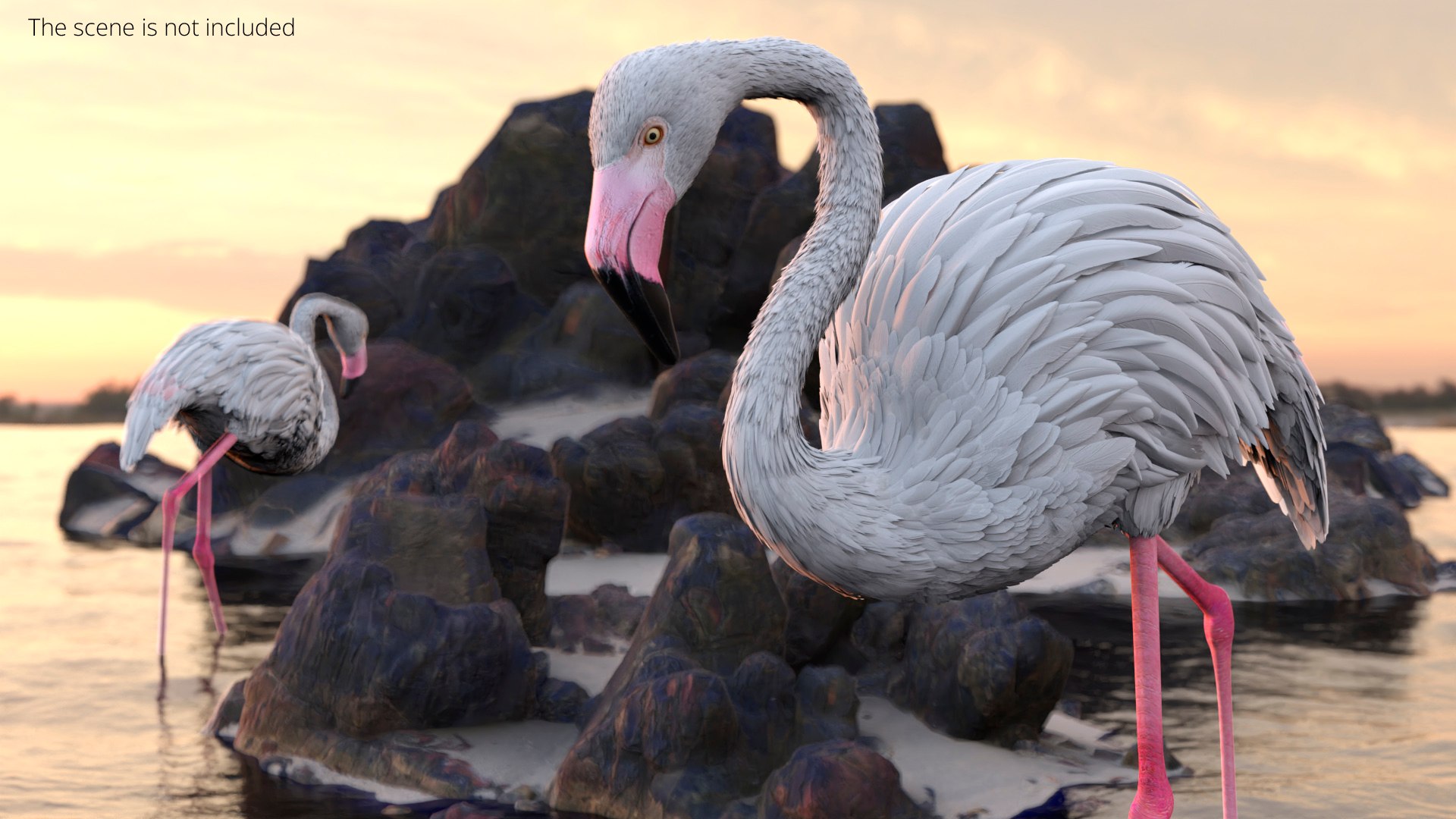 3D model White Flamingo Bird in Walking Pose https://p.turbosquid.com/ts-thumb/C9/1qBTOh/jH/white_flamingo_bird_in_walking_pose_003/jpg/1758583097/1920x1080/fit_q87/bde306e9dd258db6ede35293468303aa2916d511/white_flamingo_bird_in_walking_pose_003.jpg