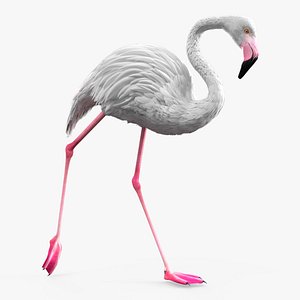 3D model White Flamingo Bird in Walking Pose
