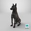 3D model Dutch Shepherd Dog Sitting
