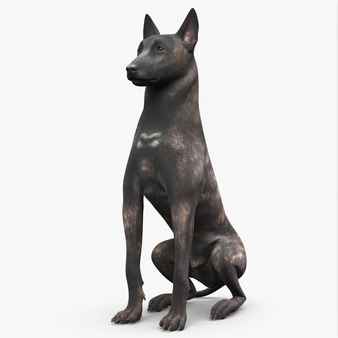 3D model Dutch Shepherd Dog Sitting https://p.turbosquid.com/ts-thumb/C9/3KHEDW/HR/dutch_shepherd_dog_sitting_001/jpg/1755555931/1920x1080/fit_q87/80aa7e24e690e120015a6ec6d758c526c193fe74/dutch_shepherd_dog_sitting_001.jpg