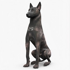 Dutch Shepherd Dog Sitting