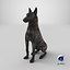 3D model Dutch Shepherd Dog Sitting
