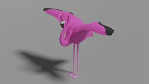 animal bird nature model