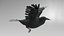 Raven Animated