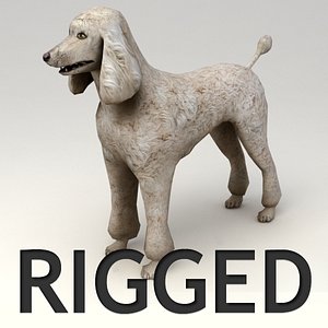 3d rigged poodle