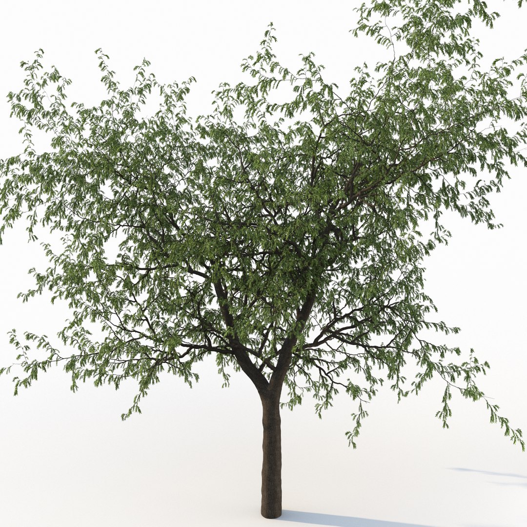 3d model deciduous tree