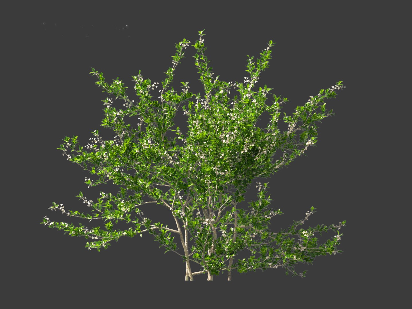 Prunus spinosa -blackthorn plum 3D model - TurboSquid 2137741