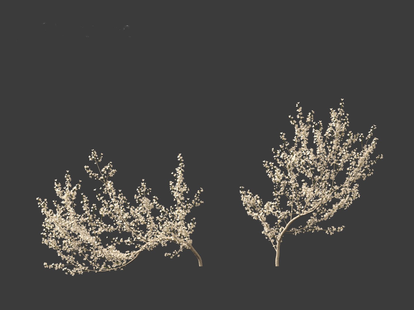 Prunus spinosa -blackthorn plum 3D model - TurboSquid 2137741