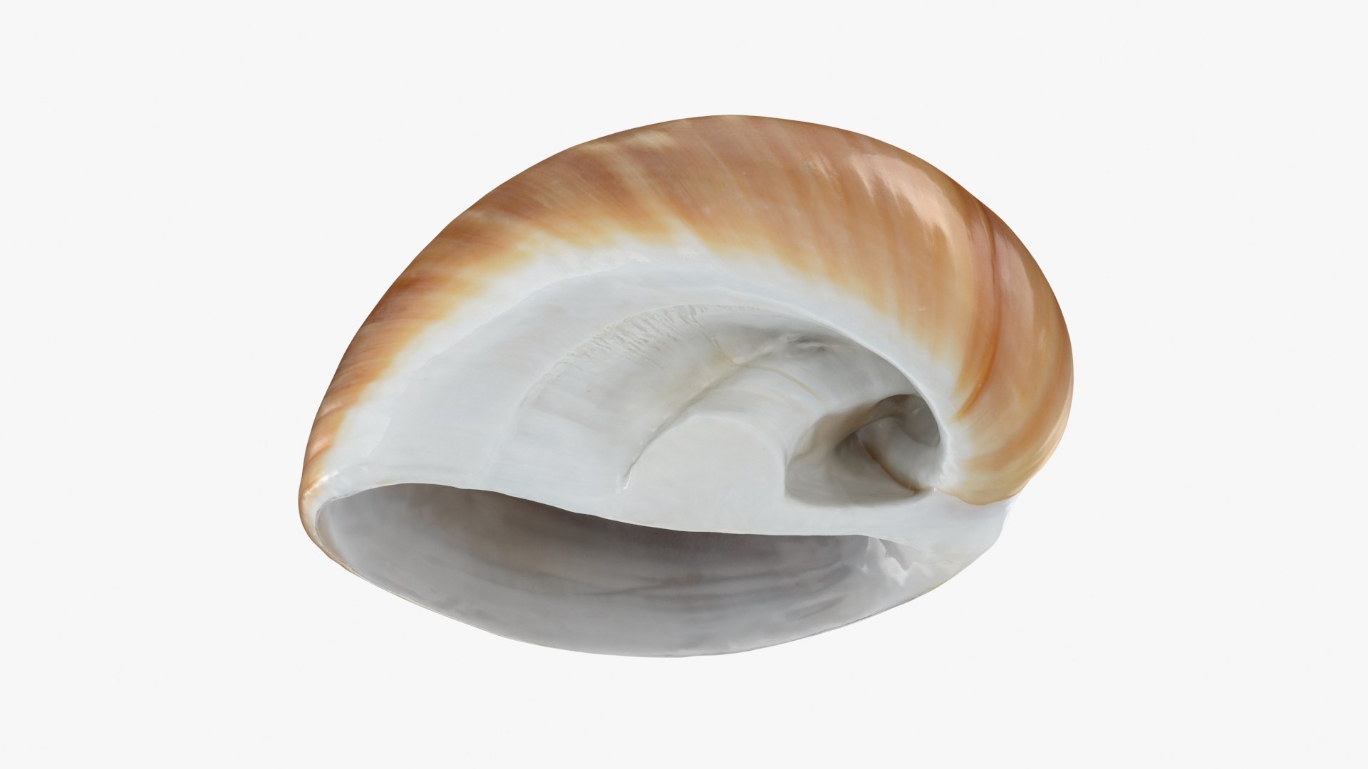 Neverita Albumen 3D https://p.turbosquid.com/ts-thumb/C9/HltudG/3x/polinicesalbumen_b0020/jpg/1711217614/1920x1080/fit_q87/464af7db13fe740de08e9790e66441f0bf2bea9c/polinicesalbumen_b0020.jpg
