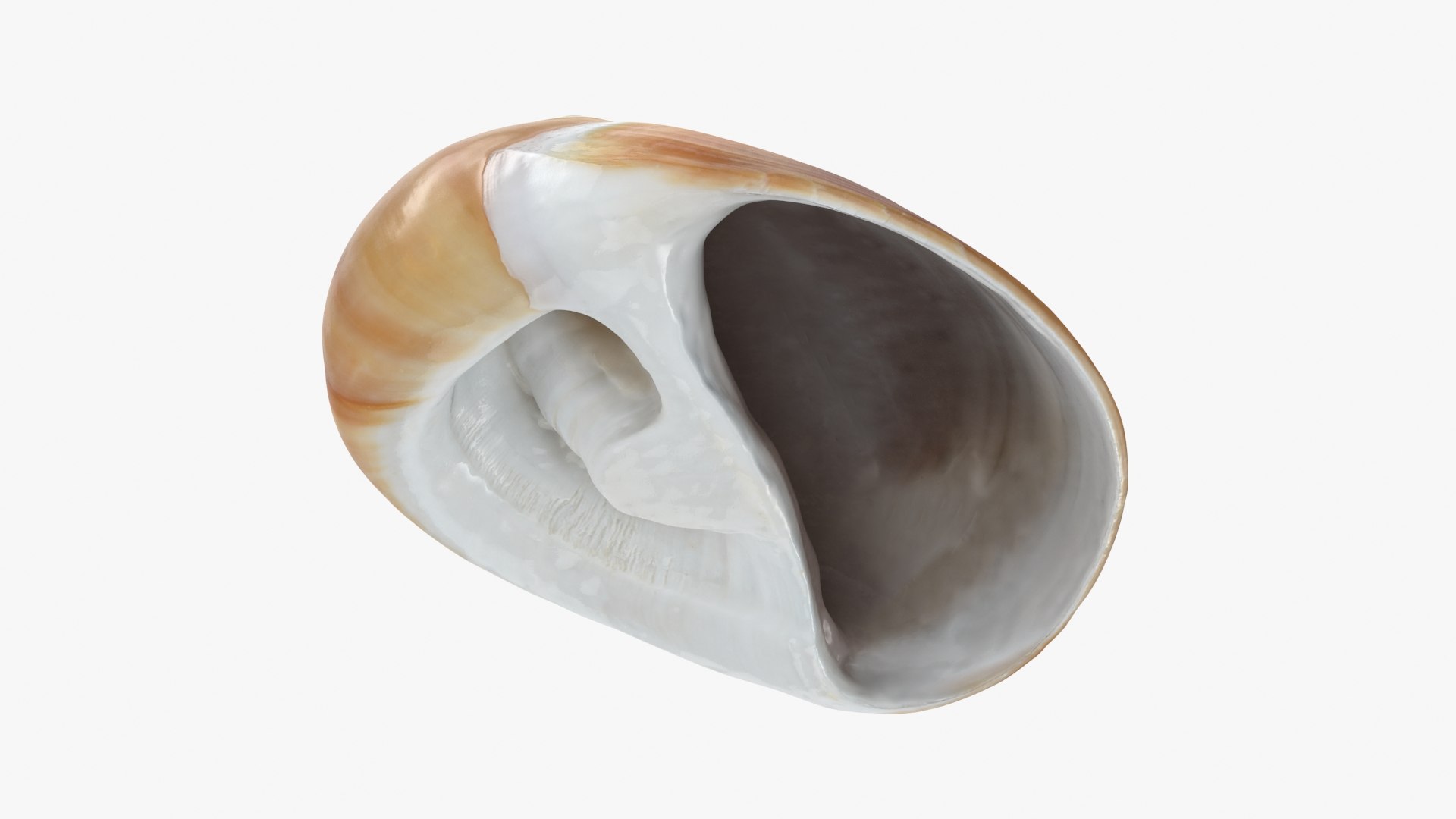Neverita Albumen 3D https://p.turbosquid.com/ts-thumb/C9/HltudG/87/polinicesalbumen_b0018/jpg/1711217614/1920x1080/fit_q87/8f252874c27bf96297f8ba106c02852e58739546/polinicesalbumen_b0018.jpg