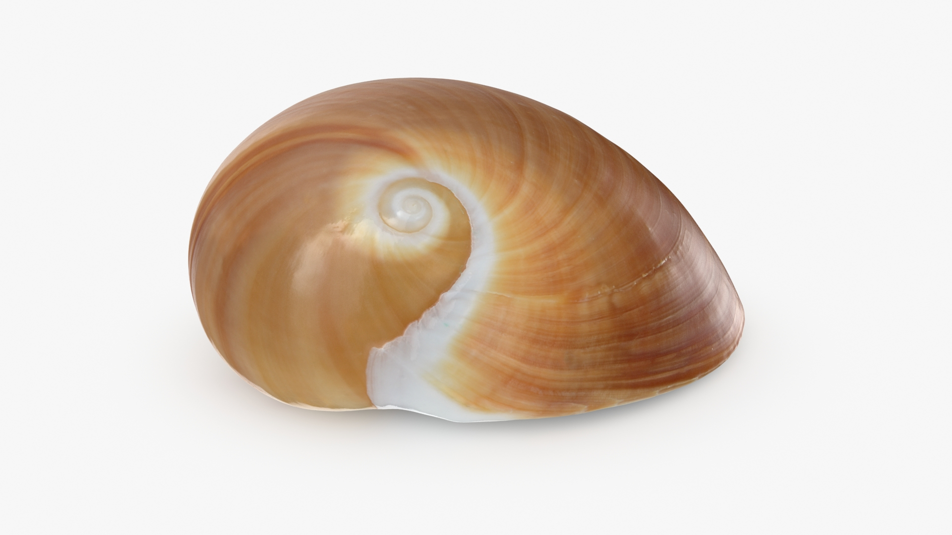 Neverita Albumen 3D https://p.turbosquid.com/ts-thumb/C9/HltudG/AU/polinicesalbumen/jpg/1711217619/1920x1080/turn_fit_q99/8bde9ee6eecc0b5b723831027c333502e37fb3e5/polinicesalbumen-1.jpg