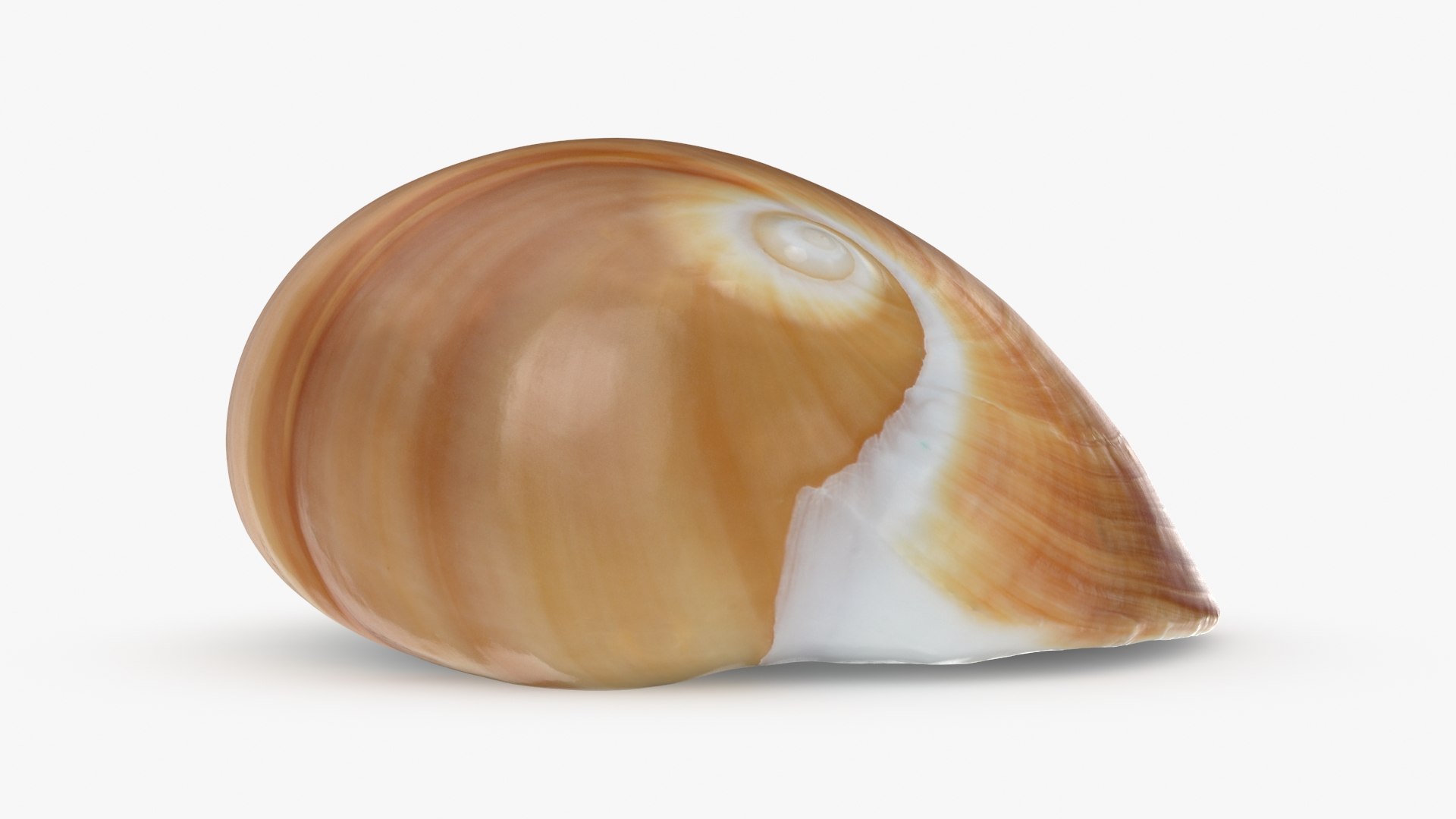 Neverita Albumen 3D https://p.turbosquid.com/ts-thumb/C9/HltudG/Ca/polinicesalbumen_b0010/jpg/1711217610/1920x1080/fit_q87/683c9648517d4ac513a1e489566ec73cc88430b7/polinicesalbumen_b0010.jpg