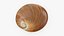 Seashells Collection 3