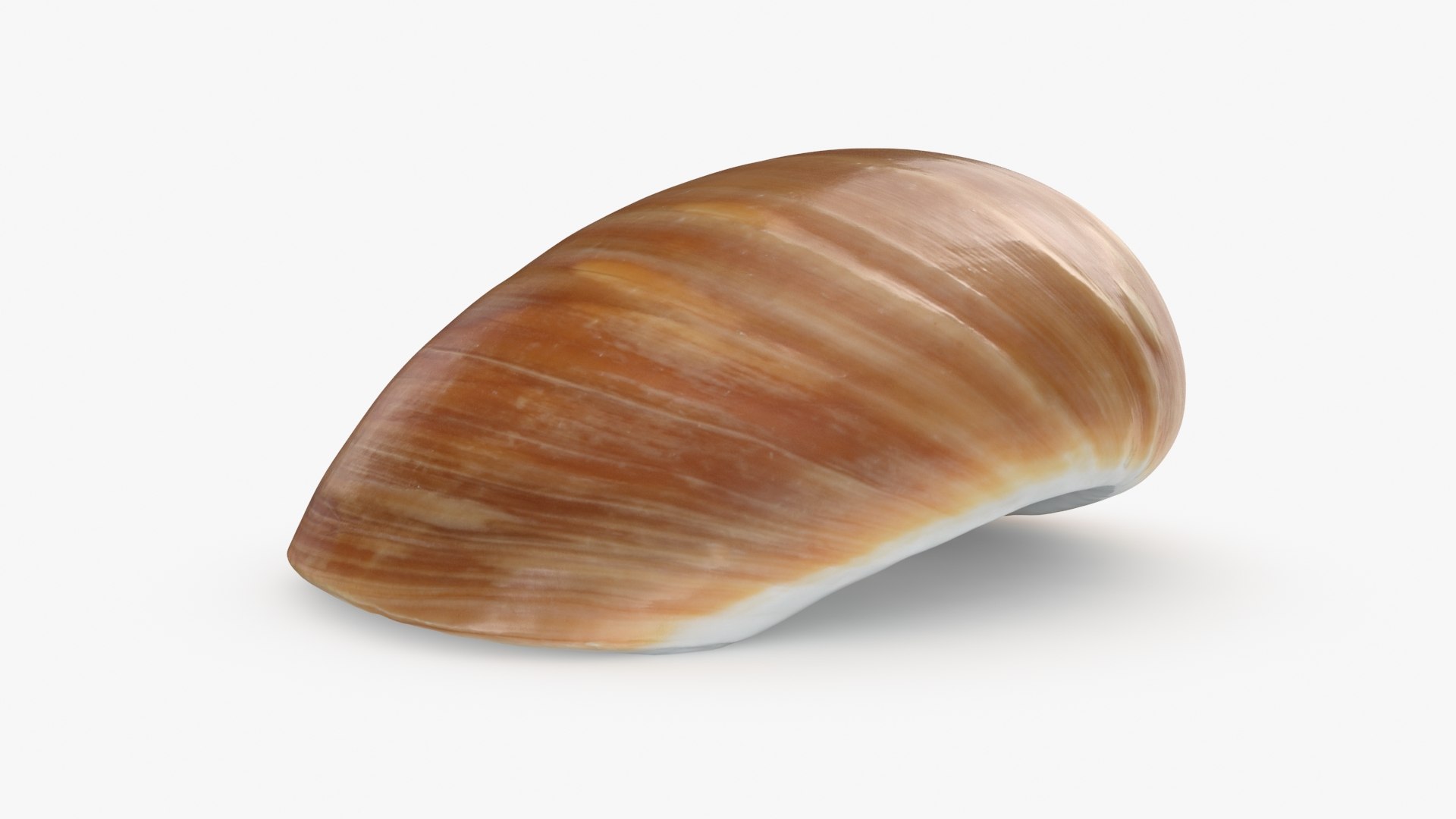 Neverita Albumen 3D https://p.turbosquid.com/ts-thumb/C9/HltudG/KM/polinicesalbumen_b0016/jpg/1711217613/1920x1080/fit_q87/cfe391e0b0992db6ba35bca455cdeceacd99fe15/polinicesalbumen_b0016.jpg