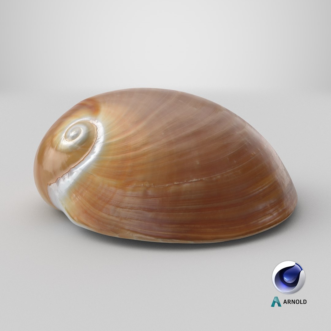Neverita Albumen 3D https://p.turbosquid.com/ts-thumb/C9/HltudG/L0/stemcell_cinema_4d_arnold_render/png/1711383358/1920x1080/fit_q87/638ed05ac4ab64a30d76f07ffdcf3f7718a59ae8/stemcell_cinema_4d_arnold_render.jpg