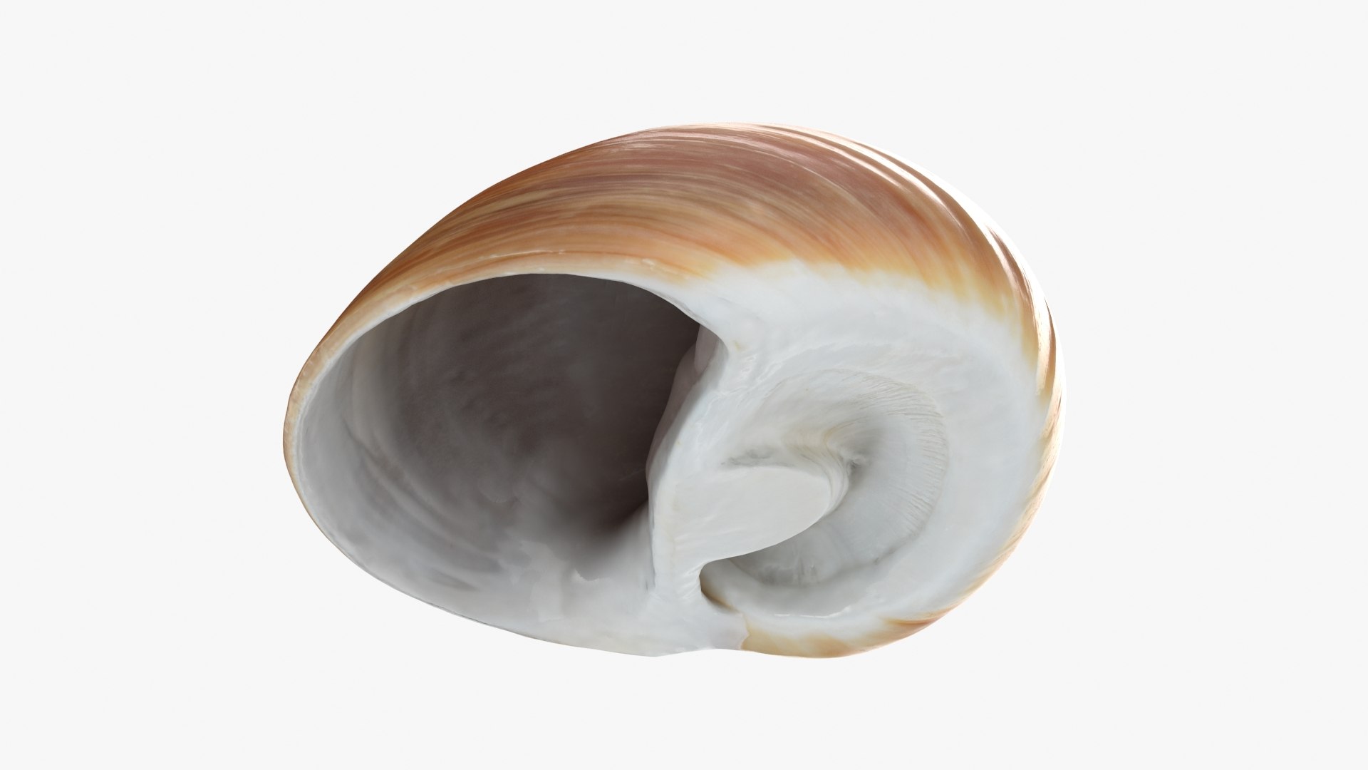 Neverita Albumen 3D https://p.turbosquid.com/ts-thumb/C9/HltudG/Nk/polinicesalbumen_b0022/jpg/1711217615/1920x1080/fit_q87/0d5754c207f982a8f85a3f8f1974c560b5edd903/polinicesalbumen_b0022.jpg