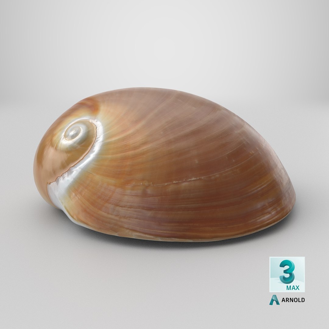 Neverita Albumen 3D https://p.turbosquid.com/ts-thumb/C9/HltudG/Q1/stemcell_max_arnold_render/png/1711383364/1920x1080/fit_q87/ec6569fa057ca6d743565fab74cae8a7140ba5c2/stemcell_max_arnold_render.jpg