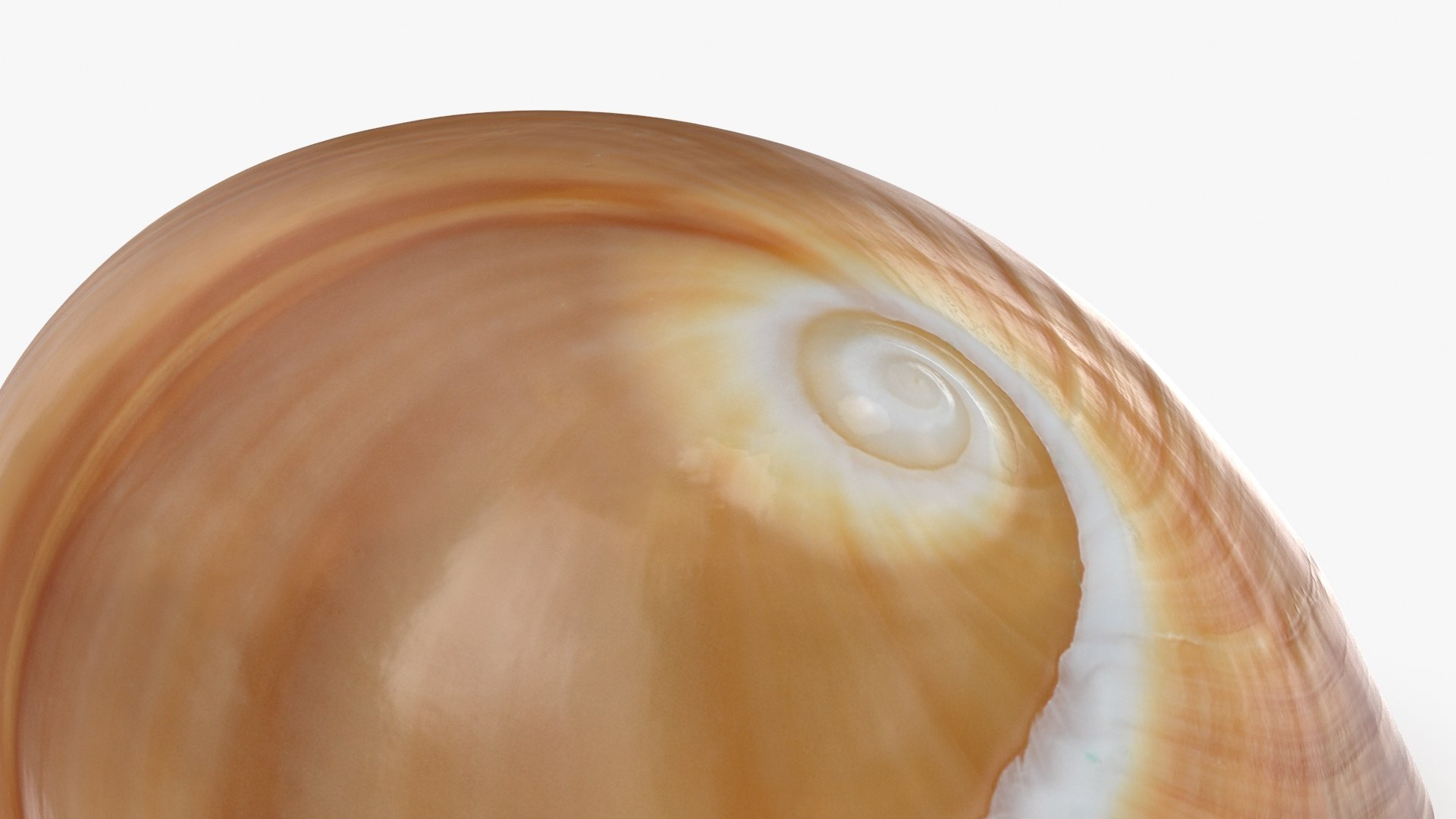 Neverita Albumen 3D https://p.turbosquid.com/ts-thumb/C9/HltudG/QE/polinicesalbumen_b0012/jpg/1711217612/1920x1080/fit_q87/5f97cde7196c71c4a214edce87dc83f9b43f43d6/polinicesalbumen_b0012.jpg