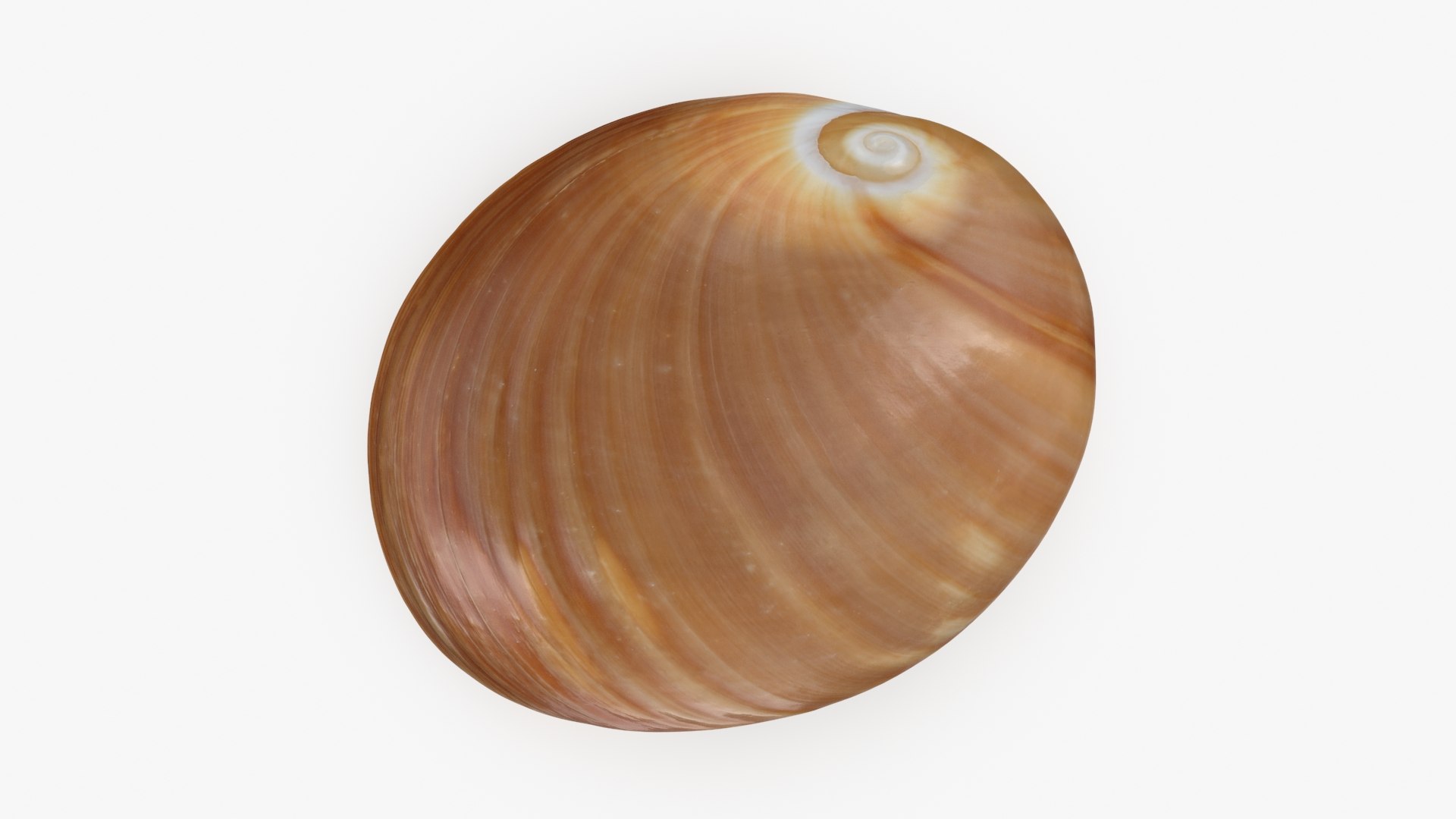 Neverita Albumen 3D https://p.turbosquid.com/ts-thumb/C9/HltudG/RW/polinicesalbumen_b0006/jpg/1711217610/1920x1080/fit_q87/a69708a319cadd7558287911daecbe1afb5a3f88/polinicesalbumen_b0006.jpg