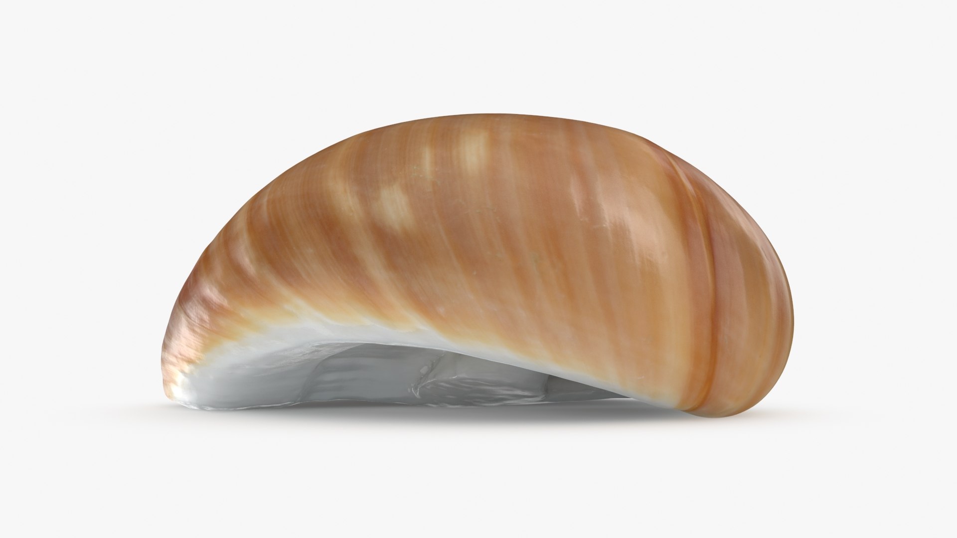 Neverita Albumen 3D https://p.turbosquid.com/ts-thumb/C9/HltudG/Tn/polinicesalbumen_b0008/jpg/1711217609/1920x1080/fit_q87/12be194d4a59fb2a8a0954a0c8d4f999767a0ac8/polinicesalbumen_b0008.jpg