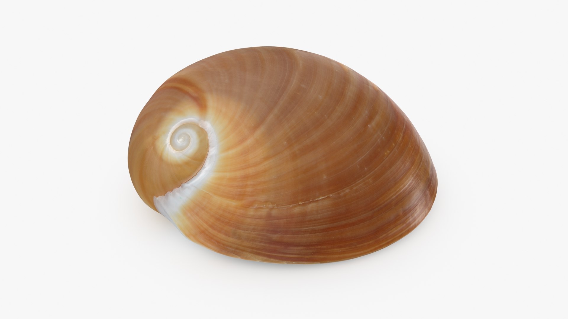 Neverita Albumen 3D https://p.turbosquid.com/ts-thumb/C9/HltudG/XC/polinicesalbumen_b00013/jpg/1711217612/1920x1080/fit_q87/dea86183388986f08fb9c3882dc05bc90202c5ab/polinicesalbumen_b00013.jpg