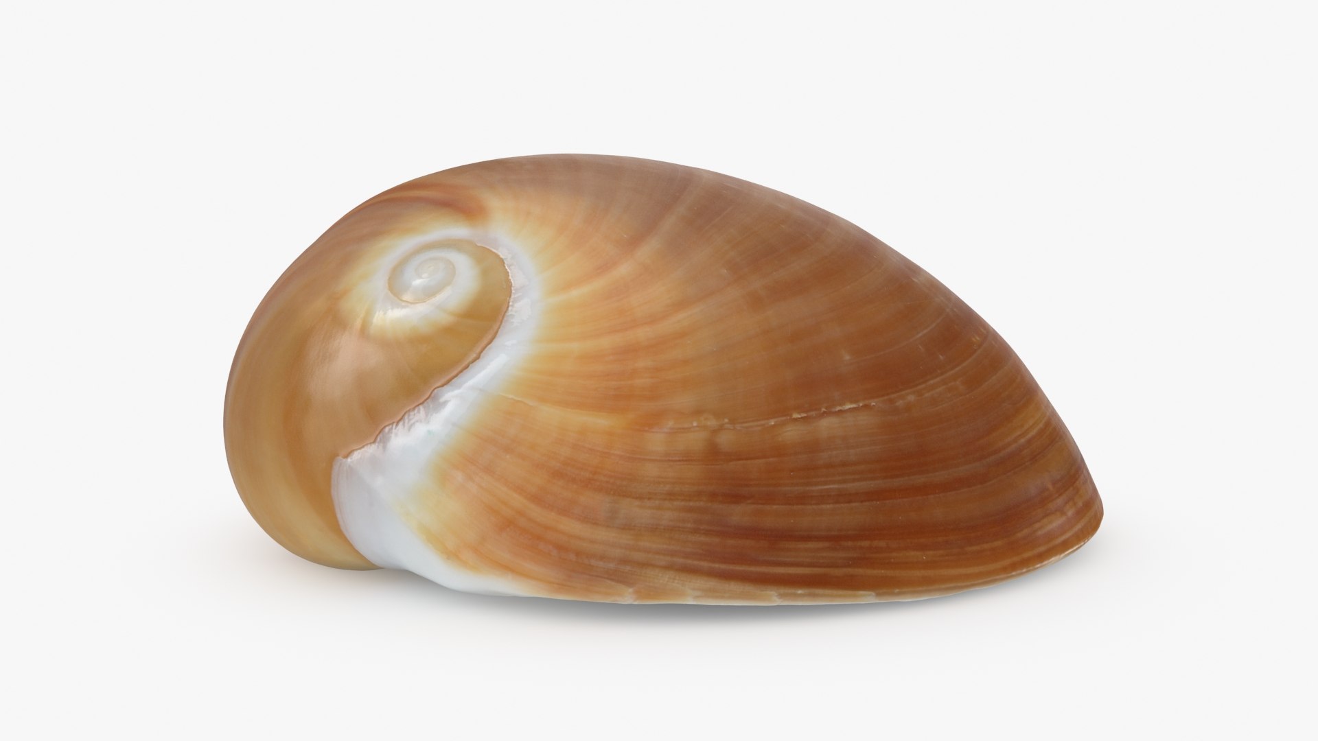 Neverita Albumen 3D https://p.turbosquid.com/ts-thumb/C9/HltudG/aT/polinicesalbumen_b0004/jpg/1711217608/1920x1080/fit_q87/4d84bc662798de12125ff435c2795f97ed285231/polinicesalbumen_b0004.jpg