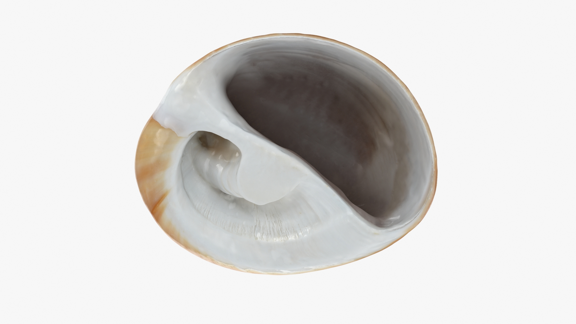 Neverita Albumen 3D https://p.turbosquid.com/ts-thumb/C9/HltudG/ek/polinicesalbument2/jpg/1711217635/1920x1080/turn_fit_q99/cb60d8db0bd599308ed124f36d82a9dc16df7412/polinicesalbument2-1.jpg