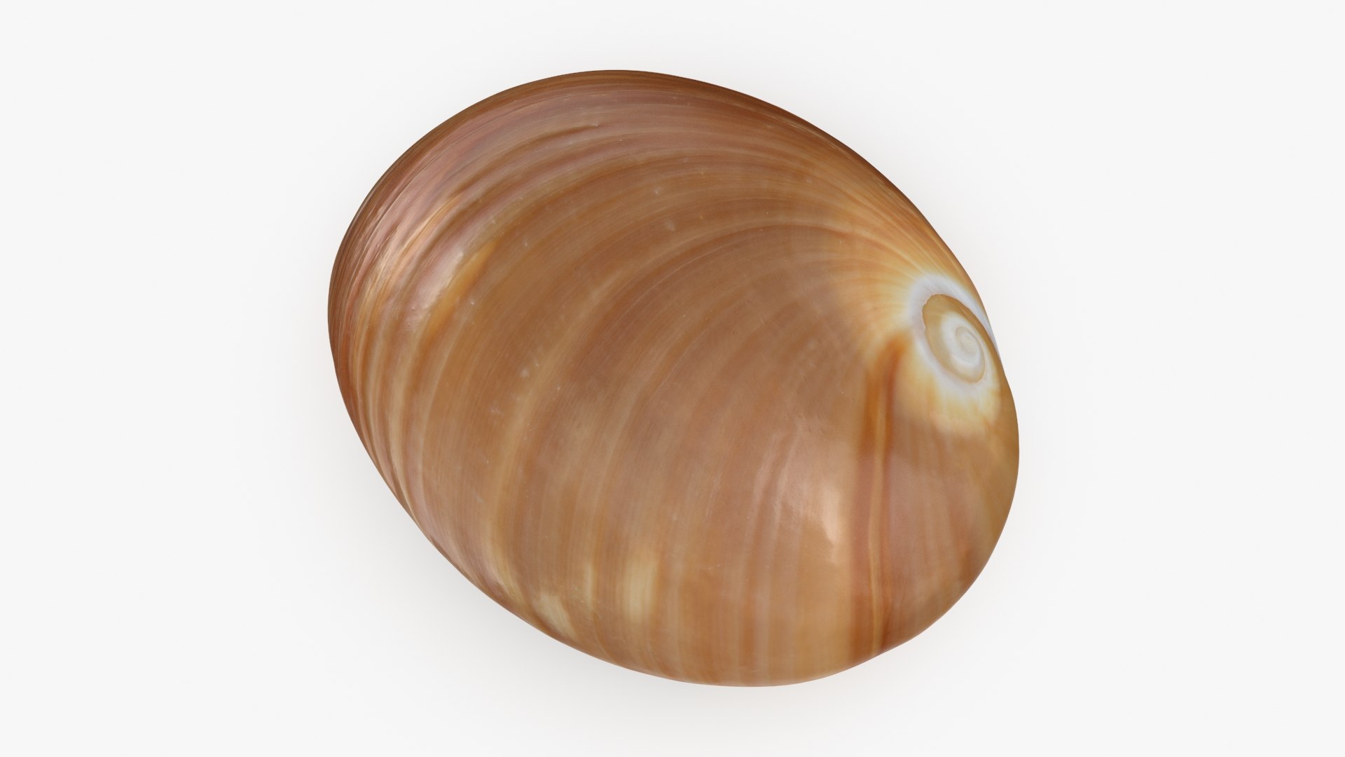 Neverita Albumen 3D https://p.turbosquid.com/ts-thumb/C9/HltudG/im/polinicesalbumen_b0002/jpg/1711217607/1920x1080/fit_q87/8d8182ab58d5559b332754fb356cea4b5b14e917/polinicesalbumen_b0002.jpg
