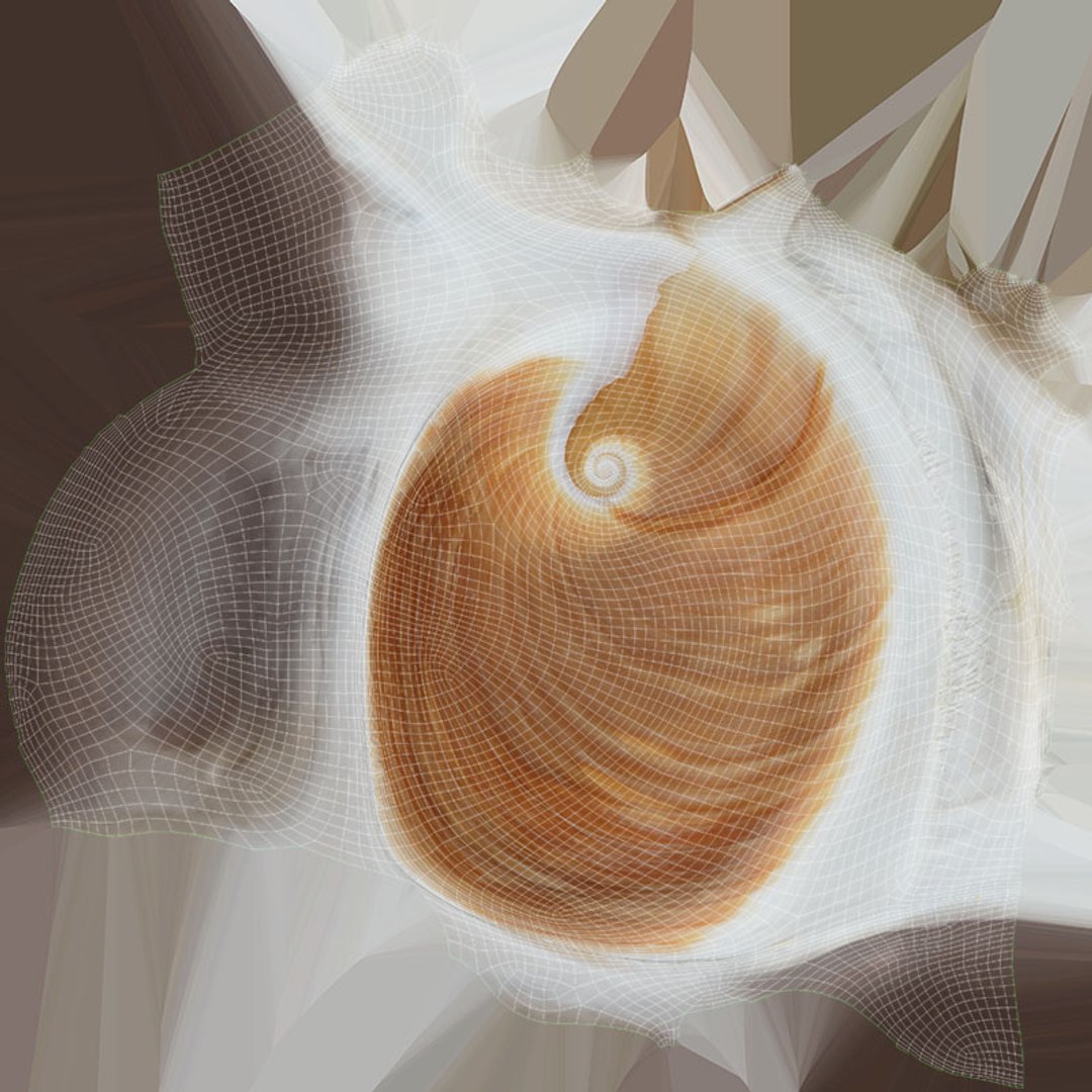 Neverita Albumen 3D https://p.turbosquid.com/ts-thumb/C9/HltudG/wi/polinicesalbumen_d0004/jpg/1711217616/1920x1080/fit_q87/b6479293c38033c1eed178b42c621b9aac5dcf83/polinicesalbumen_d0004.jpg