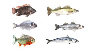 Fish Collection