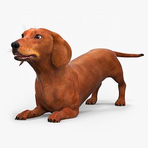 Smooth Dachshund Dog with Red Coat Rigged for Maya model