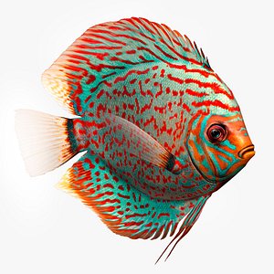 Fish Symphysodon Discus Low-poly