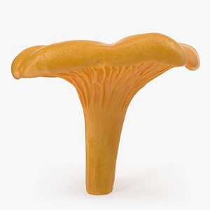 golden wild mushroom chanterelle 3D