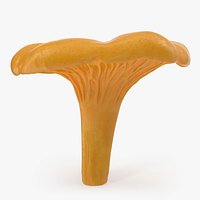Golden Wild Mushroom Chanterelle 3D Models