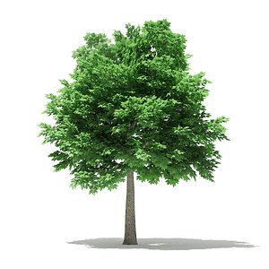 Norway Maple (Acer platanoides) 7.1m
