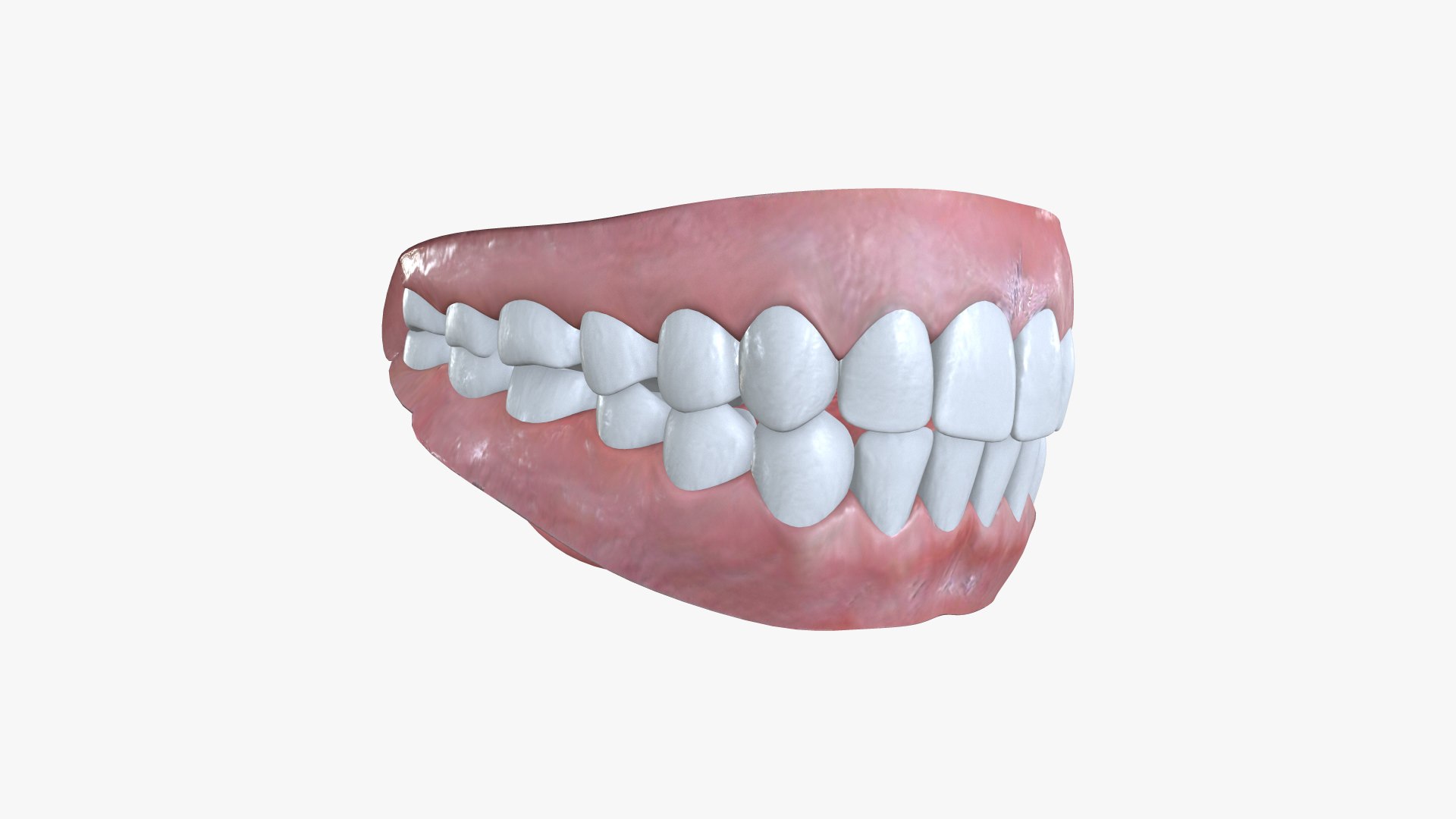 TET-001 Rigged Teeth 3D Model - TurboSquid 1991273
