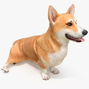 3D Dog Welsh Corgi Pembroke Sitting Pose model