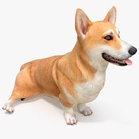 Dog Welsh Corgi Pembroke Sitting Pose