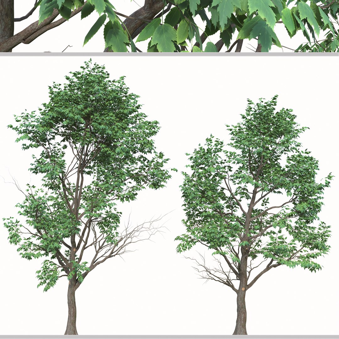 Set Of Acer Negundo Or Box Elder Tree - 2 Trees Model - TurboSquid 1987298