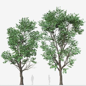 Set of Acer Negundo or Box elder Tree - 2 Trees model