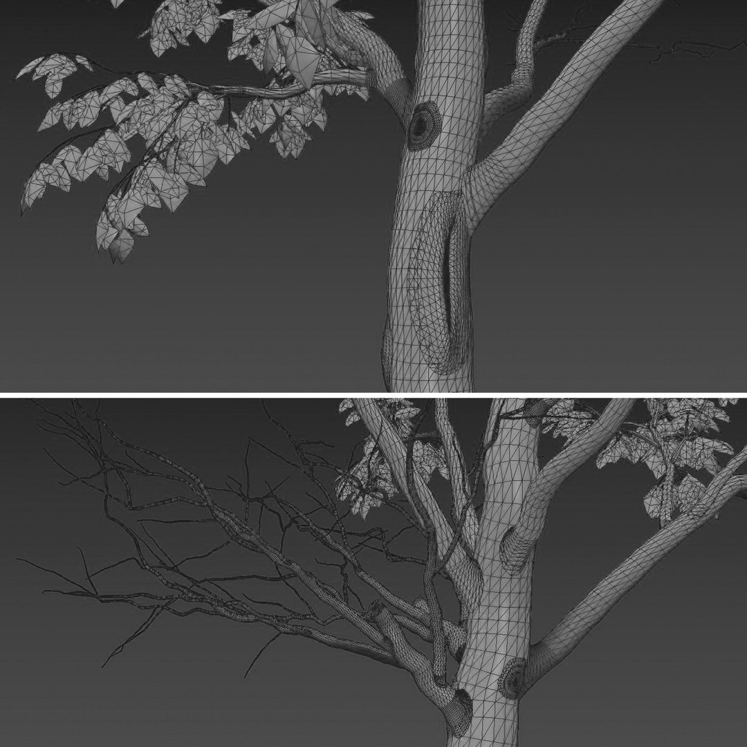 Set Of Acer Negundo Or Box Elder Tree - 2 Trees Model - TurboSquid 1987298