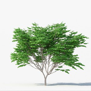Acer Palmatum No 2