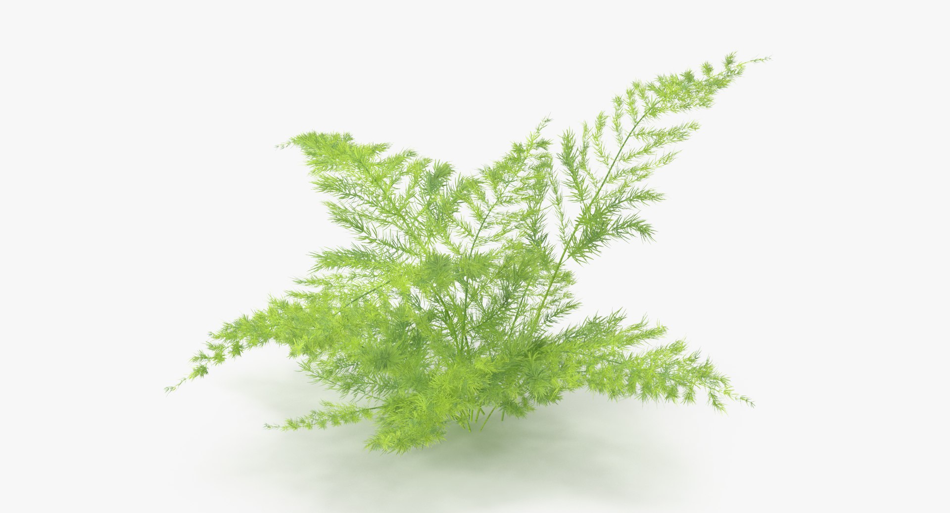 3d Ferns 03 Model