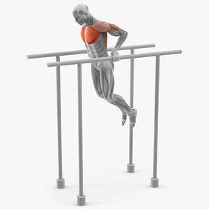 Anatomy Male Muscular System Chest Dip 3D