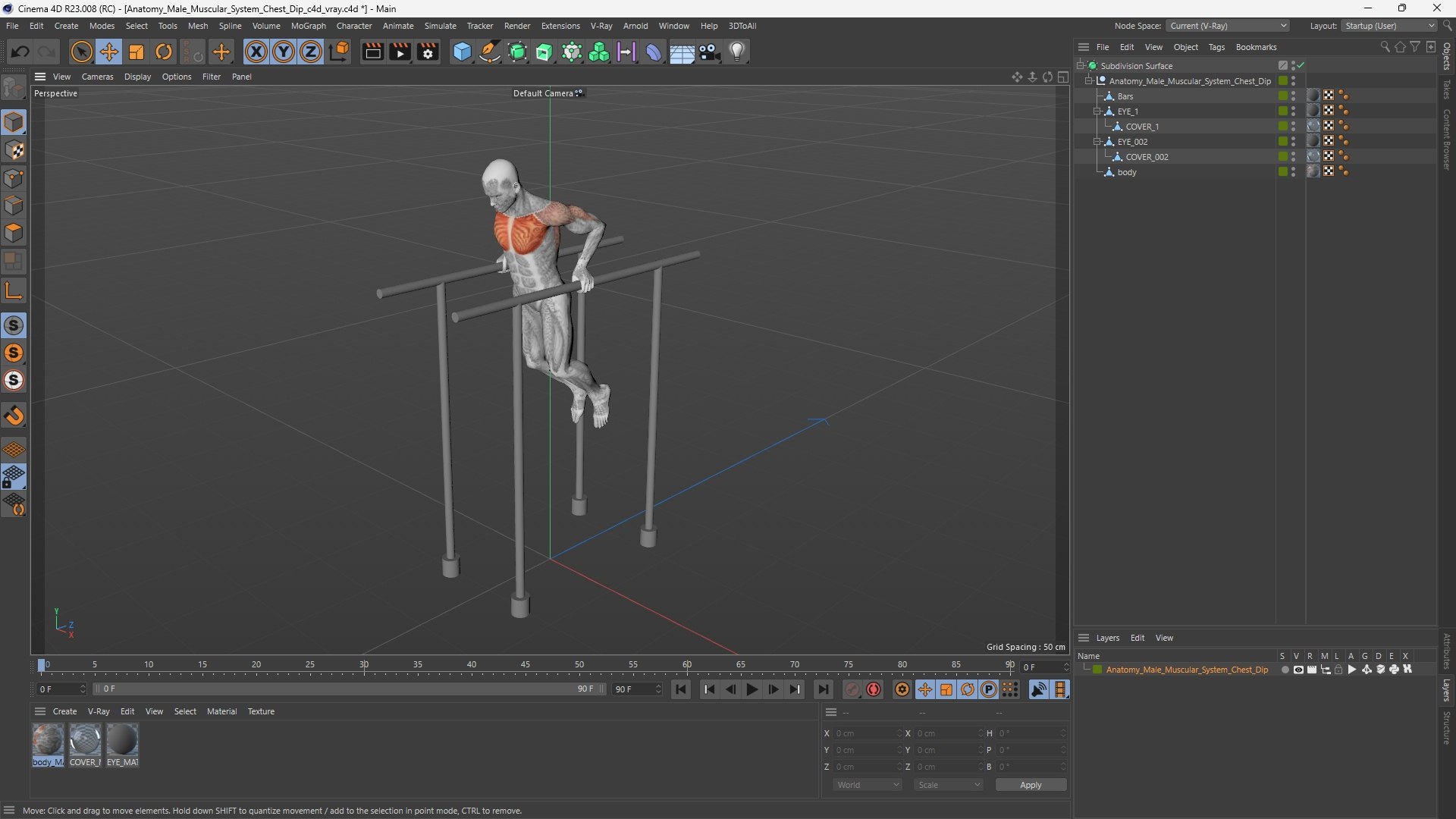 Anatomy Male Muscular System Chest Dip 3D https://p.turbosquid.com/ts-thumb/CA/EoTpct/qO/anatomy_male_muscular_system_chest_dip_1003/jpg/1754044513/1920x1080/fit_q87/407b1955cc4d371d4b03ca24ffa2a5dd4feb53d3/anatomy_male_muscular_system_chest_dip_1003.jpg