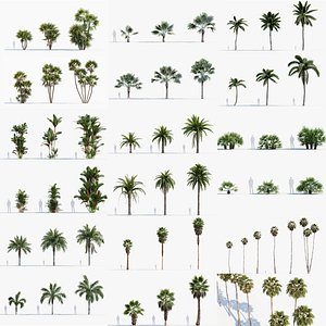 Plant Package 01 Palm model