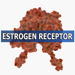 Estrogen Receptor