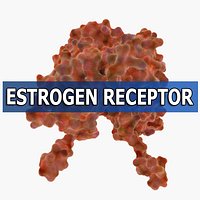 Estrogen Receptor