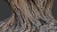 Exposed Tree Roots and Stump 3D Scan